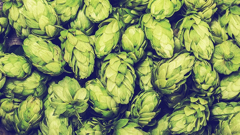 The Complete List of All Hop Varieties on Earth