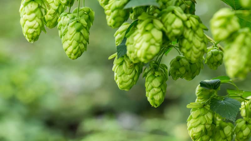 The Complete Guide to Growing Hops At Home